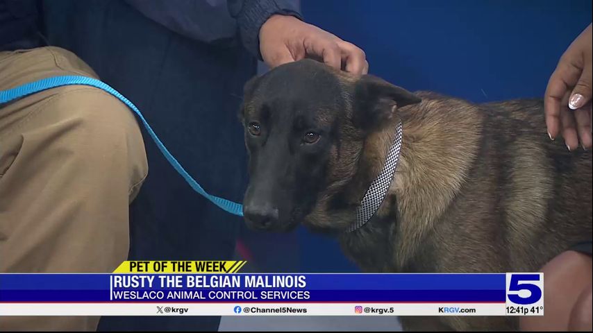 Pet of the Week: Rusty, the Belgian Malinois