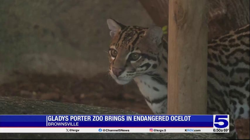 Gladys Porter Zoo welcomes new ocelot amid repopulation efforts