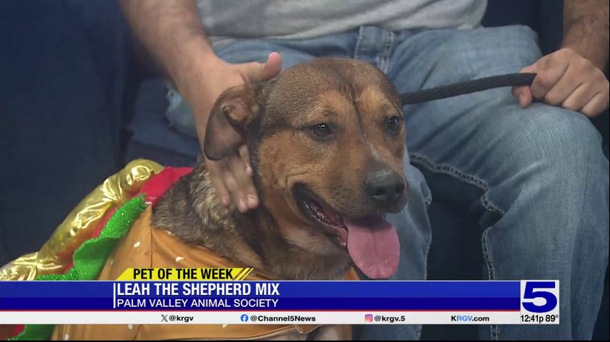 Pet of the Week: Leah the Shepherd mix