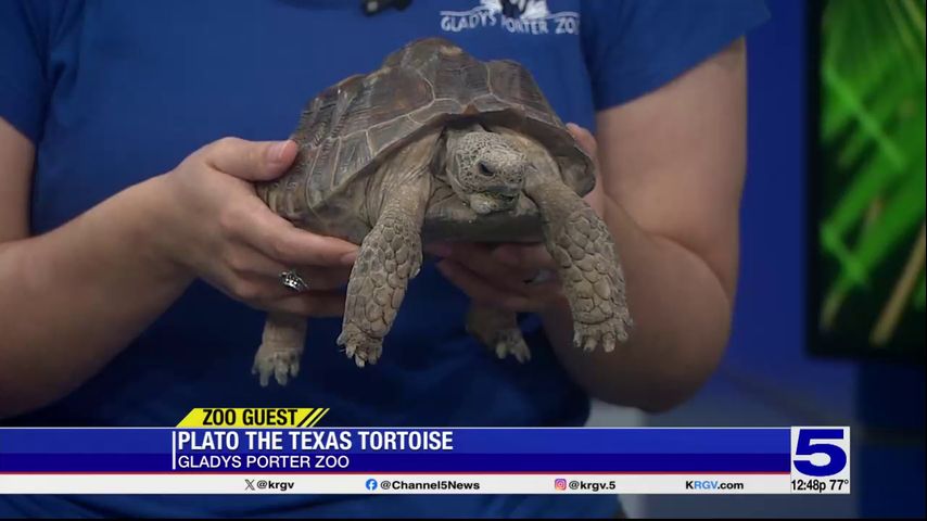 Zoo Guest: Plato the Texas Tortoise