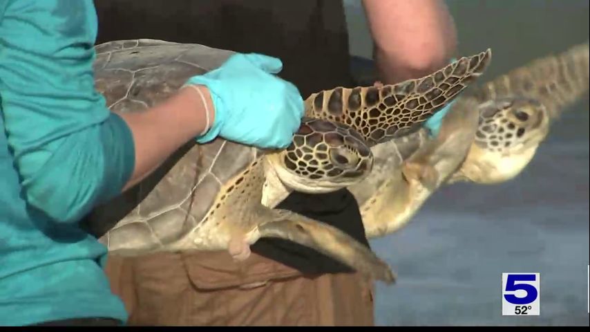 Dozens of sea turtles released after last week's cold front