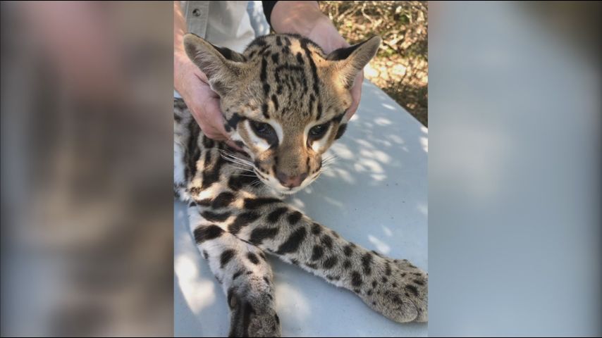 Wildlife Refuge Center Welcomes New Ocelot Kitten