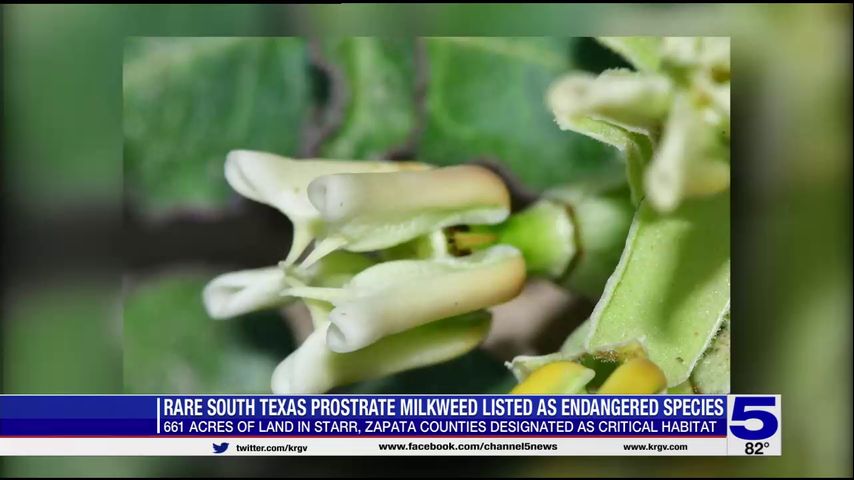 Rare south Texas milkweed listed as endangered species