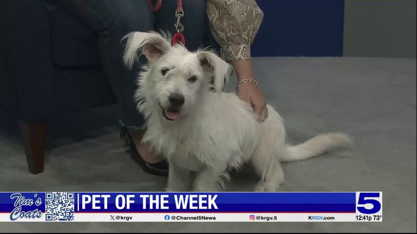 Pet of the Week: Shakira the terrier mix