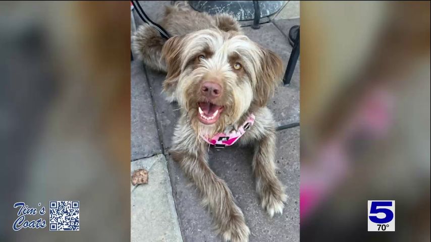 Harlingen community helping Arizona family search for missing dog