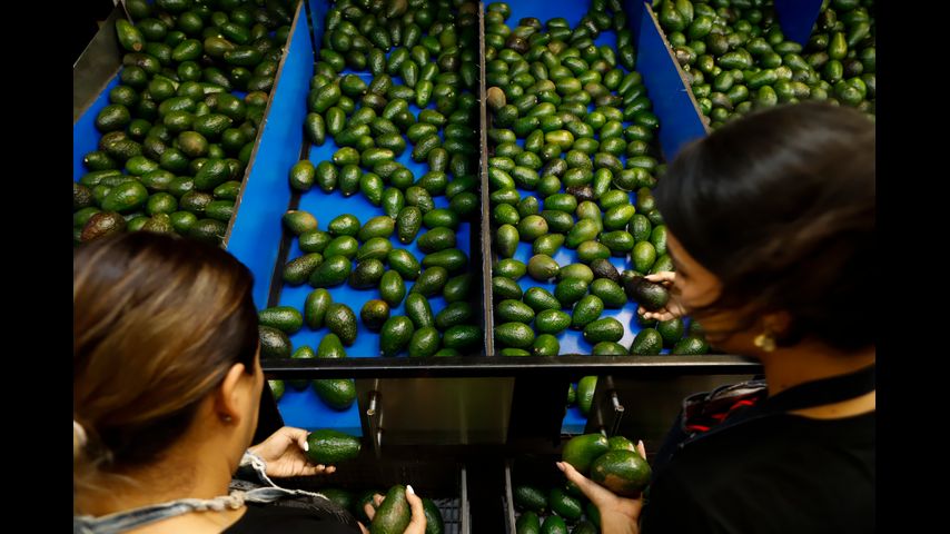 US paves way for resumption of Mexico avocado exports