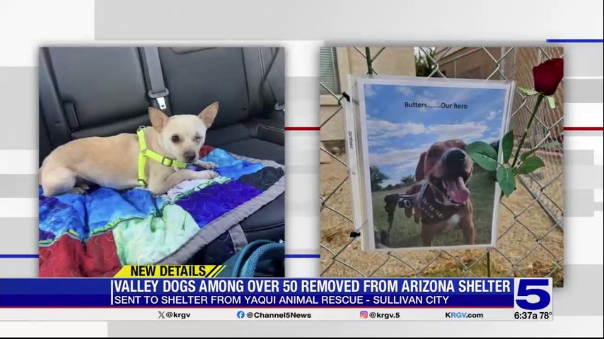 One of two Valley dogs back in Texas after being removed from Arizona shelter