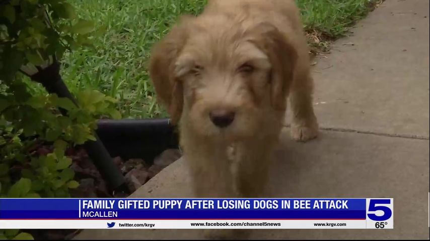 Family gifted puppy after losing dogs in bee attack