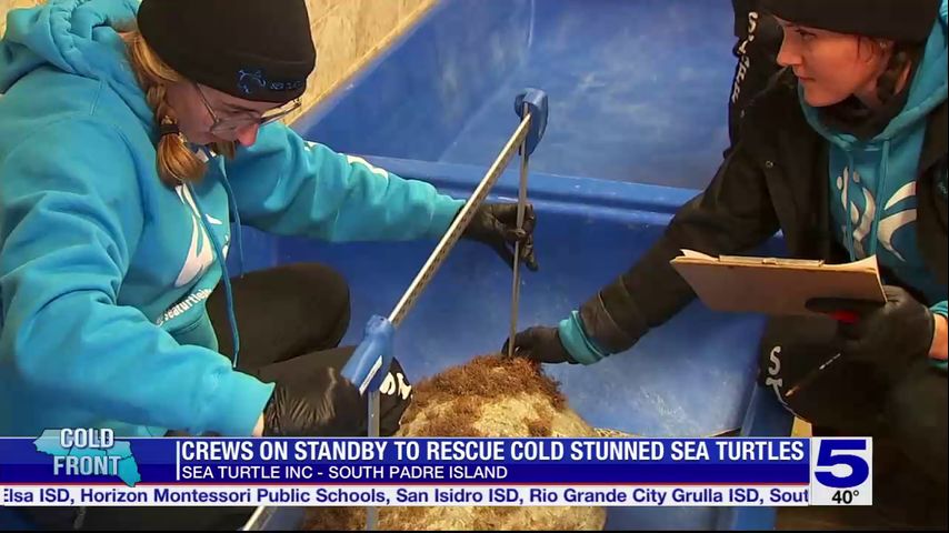 Crews on standby to rescue cold stunned sea turtles at South Padre Island