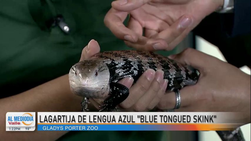 Desde el zoológico ¡Conozcan a la lagartija de lengua azul!