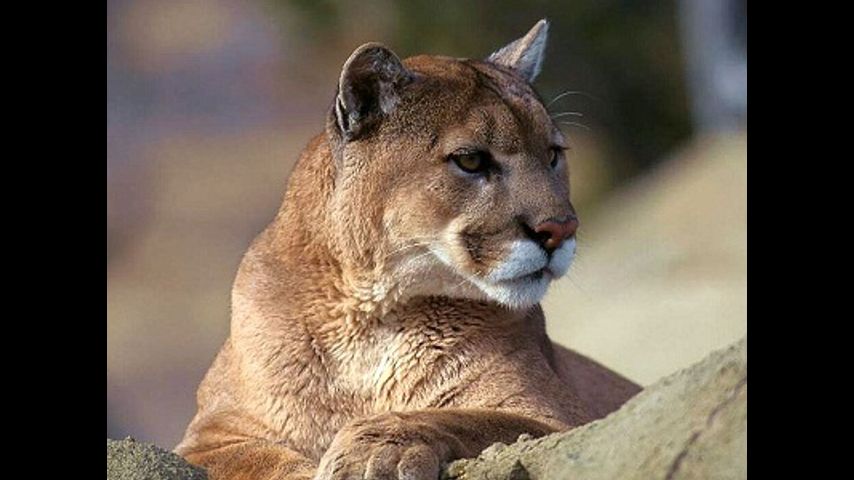 Mountain Lion Sighting Confirmed In Central Kansas