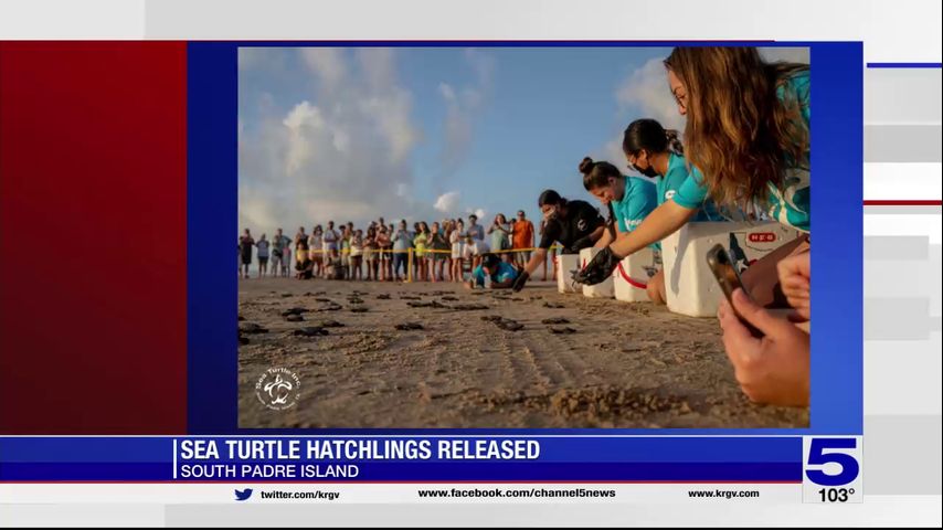 Sea Turtle, Inc. to host hatchlings throughout the summer