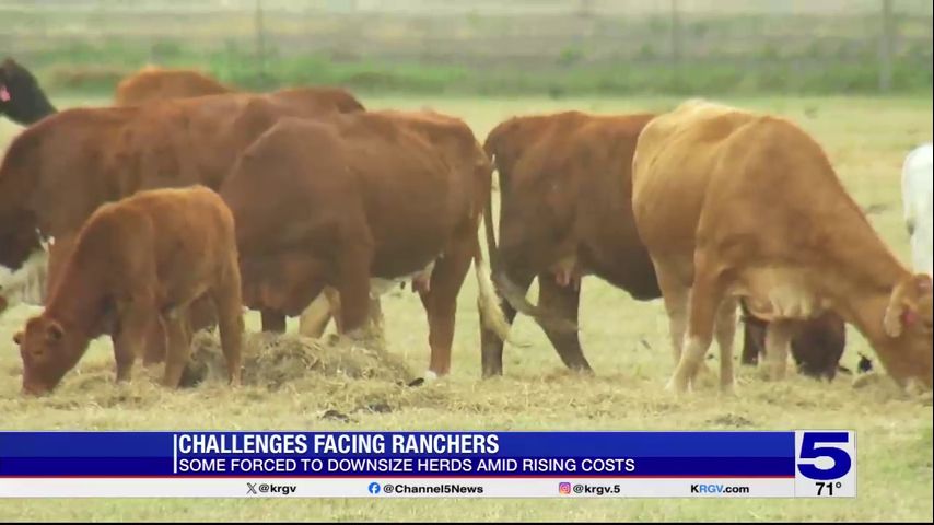 Lack of rain means higher feed prices for Valley ranchers