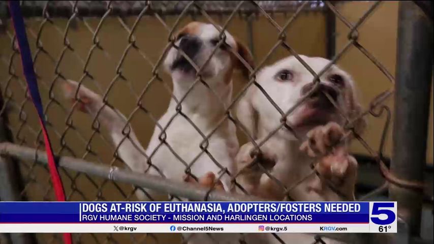 Adoption fees being waived for dogs at RGV Humane Society due to lack of space