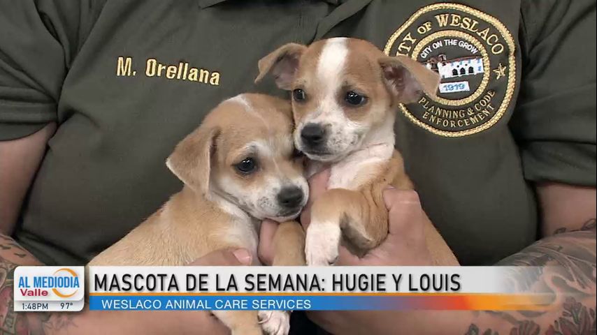 Mascota De La Semana: Hugie y Louis en busca de una familia