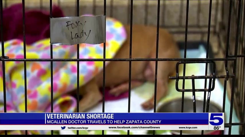 Texas experiencing shortage in veterinarians, local vet says