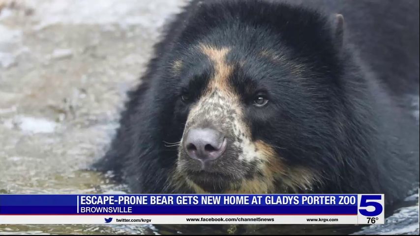 Escape-artist Missouri bear heads to Gladys Porter Zoo