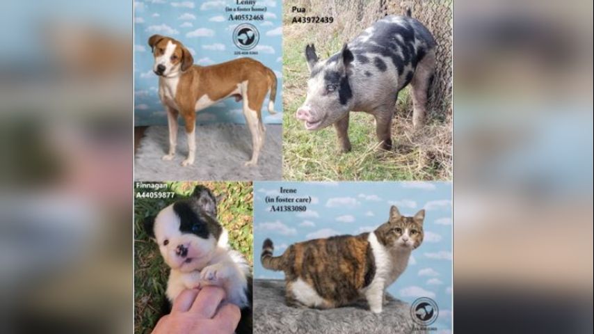 CAA to re-home puppies and pigs amid virus outbreak in new program, 'Pet  Pal'