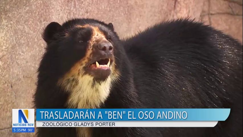 Gladys Porter Zoo traslada a Ben el oso andino a Albuquerque, Nuevo México