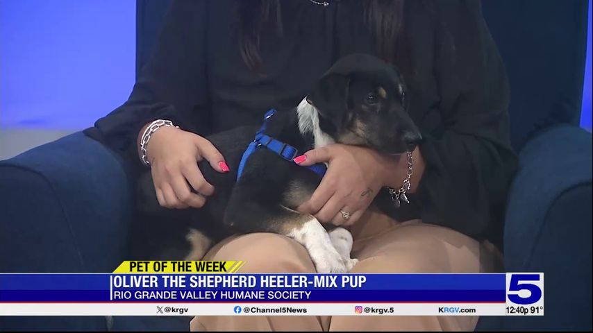 Pet of the Week: Oliver the shepherd-heeler mix