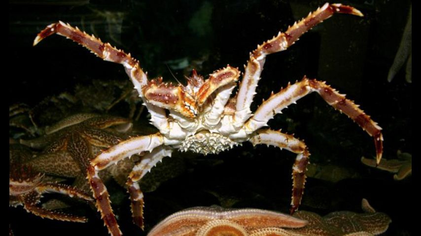 Alaska's Bering snow crab, king crab seasons canceled