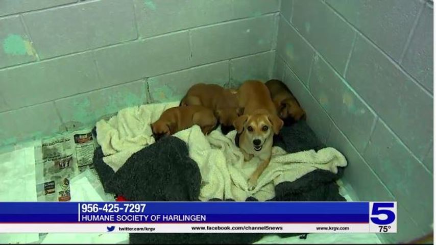 More lost dogs showing up at animal shelter in Harlingen