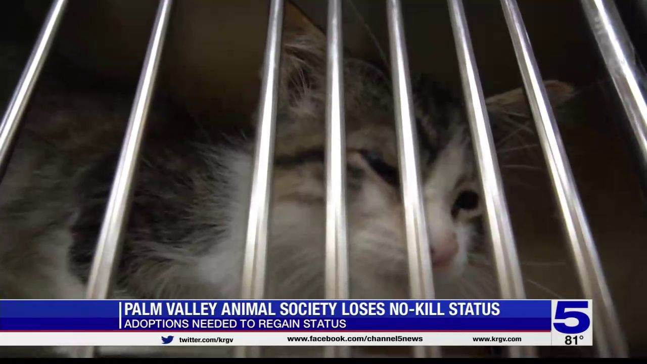 Palm valley animal hot sale center adoptable animals