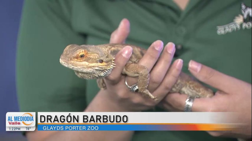 Desde el Zoológico: El dragón barbudo