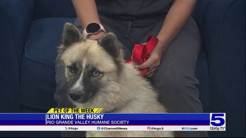 Pet of the Week: Lion King the Husky