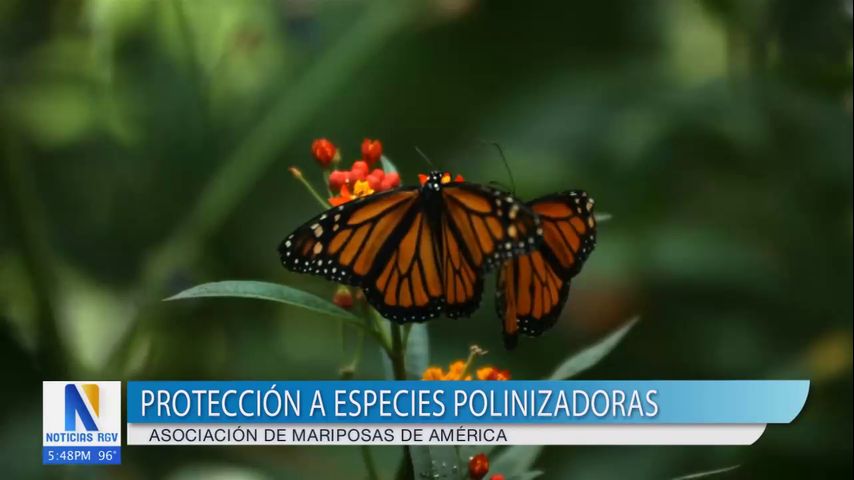 Asociación de mariposas de América impulsa la protección de especies polinizadoras en el Valle