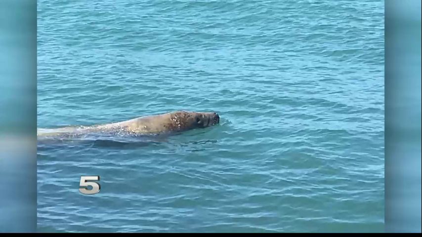 Rare Manatee Sightings at South Padre Island