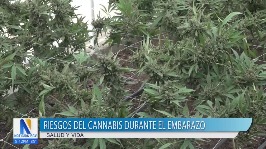 Riesgos del cannabis durante el embarazo