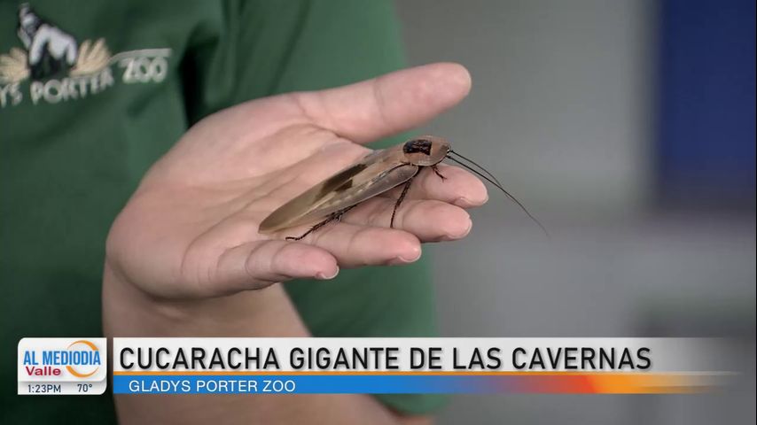 Desde el Zoológico: Cucaracha Gigante de las Cavernas