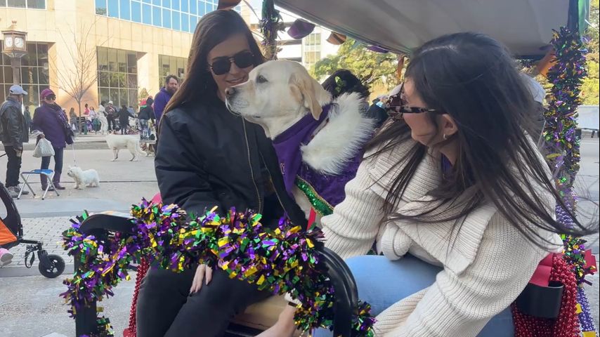27th Annual Capital Area Animal Welfare Society's Mystic Krewe of Mutts rolls through Baton Rouge