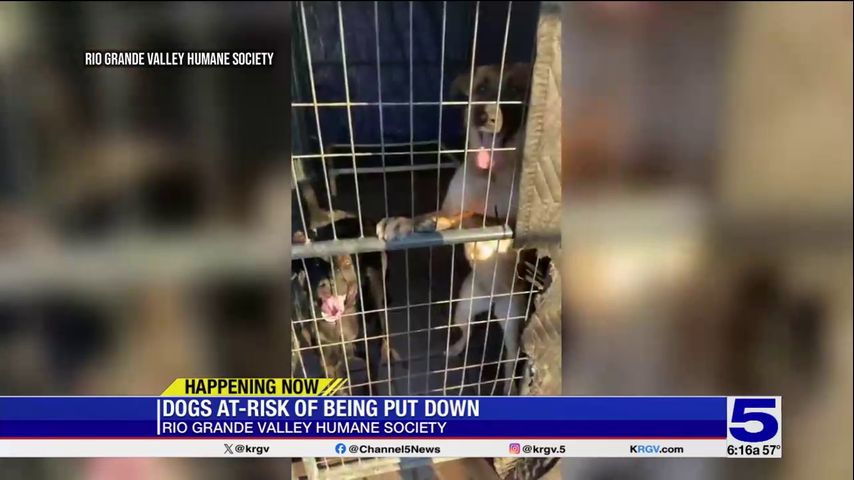 RGV Humane Society declares state of emergency as both locations are over capacity