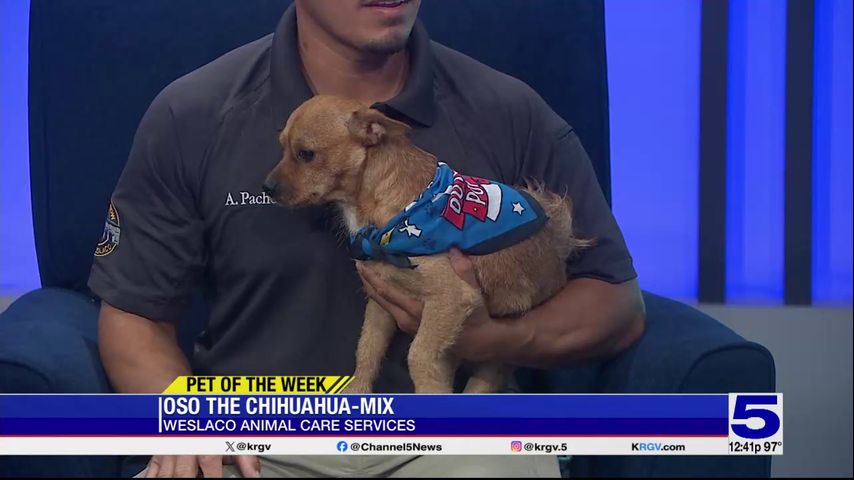 Pet of the Week: Oso the Chihuahua mix