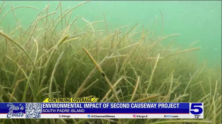 New South Padre Island causeway could cause relocation of seagrass habitat