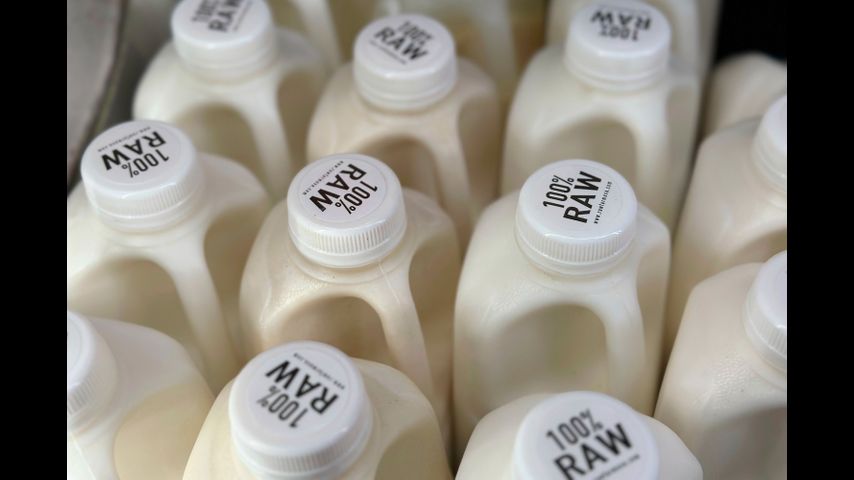 New tests confirm milk from flu-infected cows can make other animals sick — and raise questions about flash pasteurization