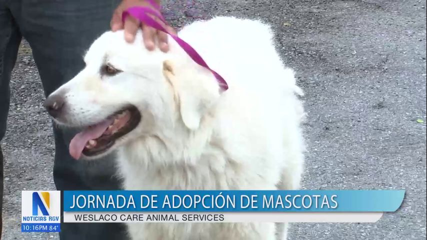 Weslaco Care Animal Services realiza jornada de adopción de mascotas