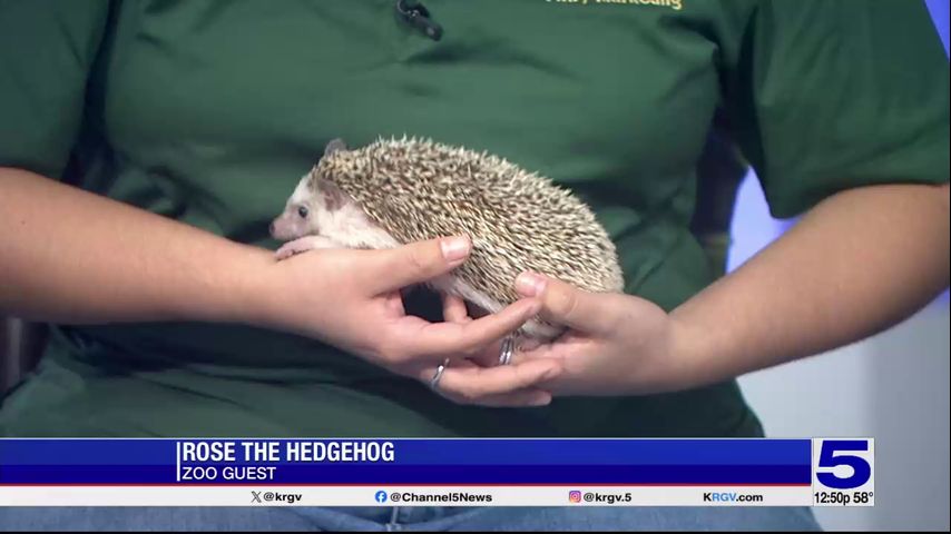 Zoo Guest: Rose the Hedgehog