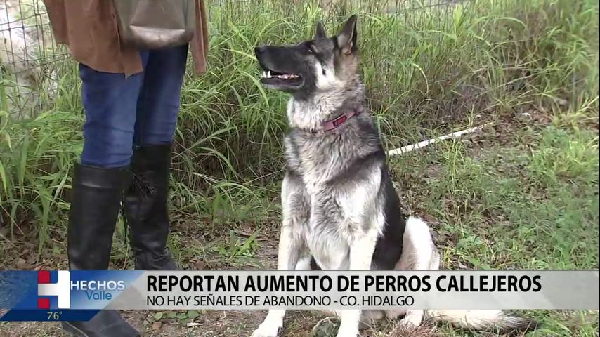 Reportan aumento de perros callejeros en el Valle