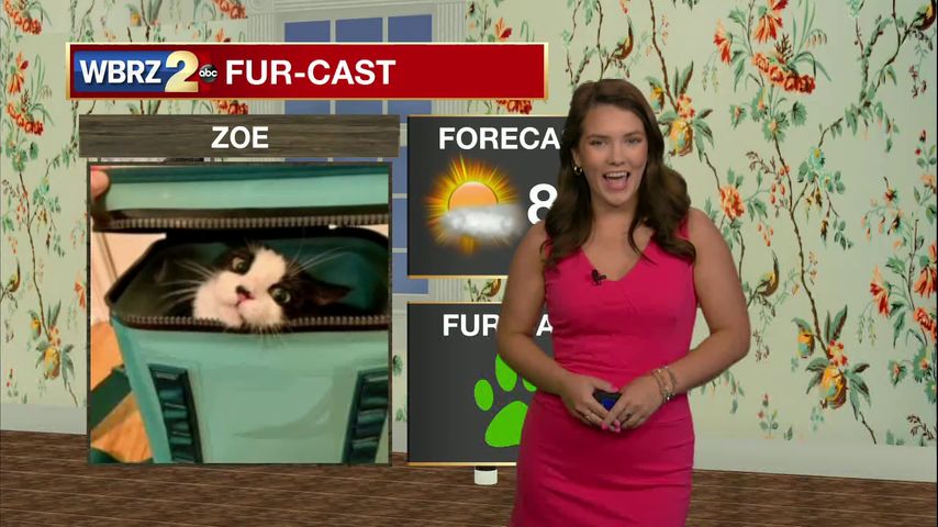 Fur-cast Zoe