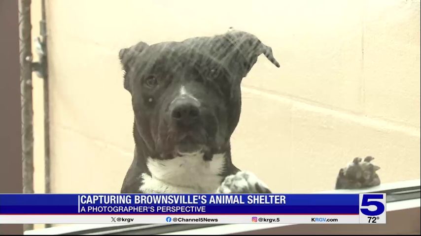 Photographer's Perspective: Capturing Brownsville's animal shelter