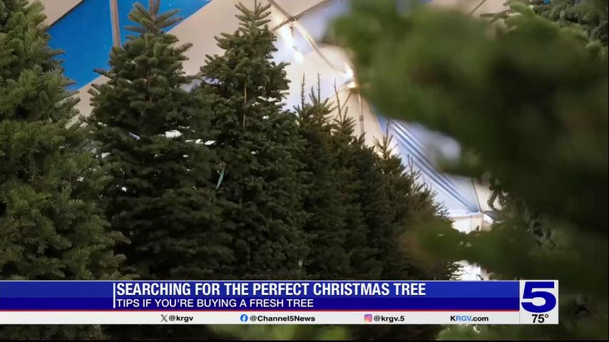 Tips to keep your fresh Christmas tree merry and bright