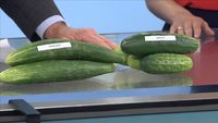 Mareno Cucumber Salad Recipe