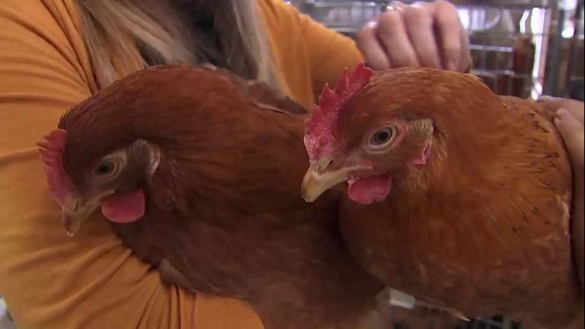 Venta de gallinas aumenta tras la inflación y altos precios de los huevos