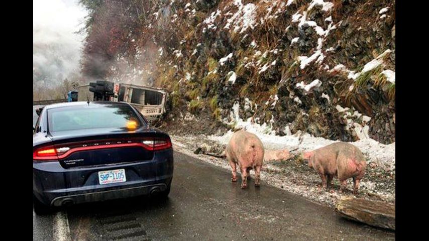 The Latest: Pig truck crash adds to traffic woes after storm