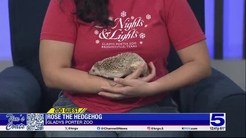 Zoo Guest: Rose the Hedgehog