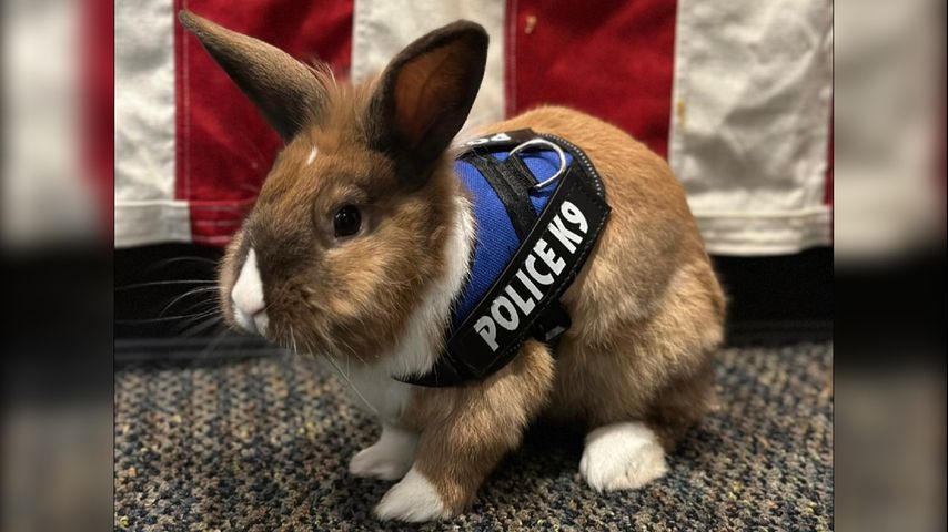 Officer Cottontail? Bunny joins police force. Fur real. - Vimarsana News