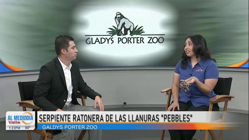 Desde el Zoológico: La serpiente Rata de las Grandes Llanuras